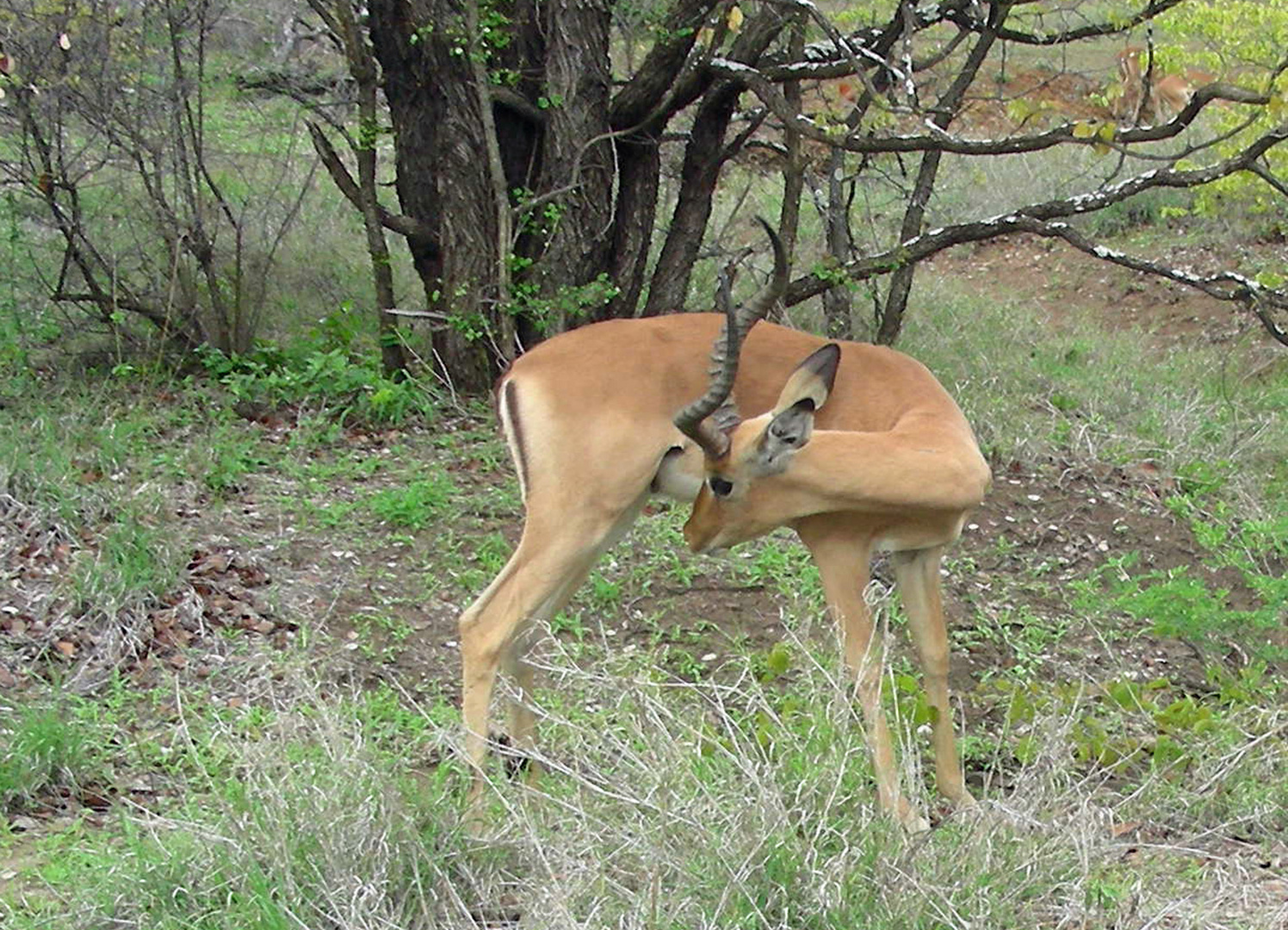 Impala