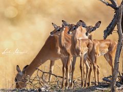 Impala Babies