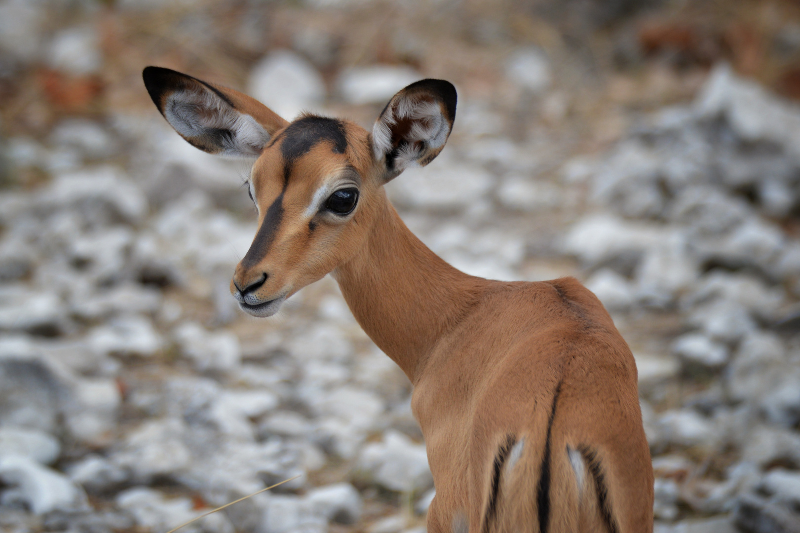 Impala Baby