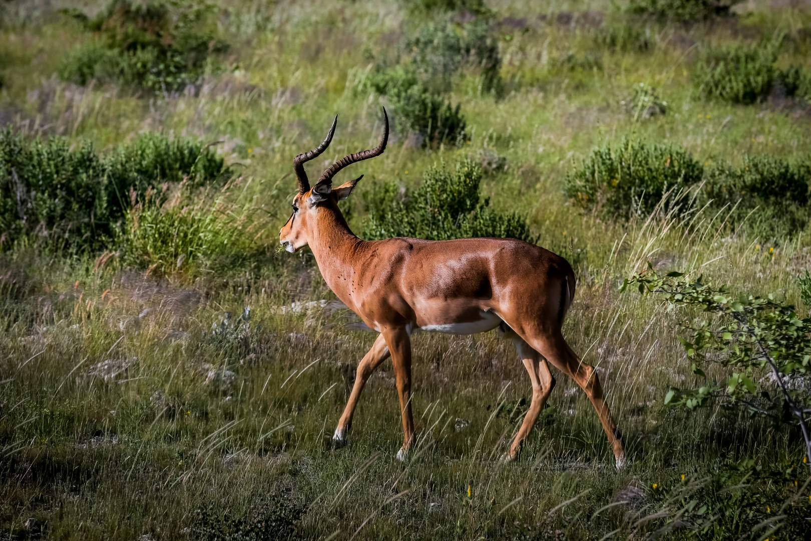 Impala