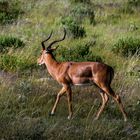 Impala