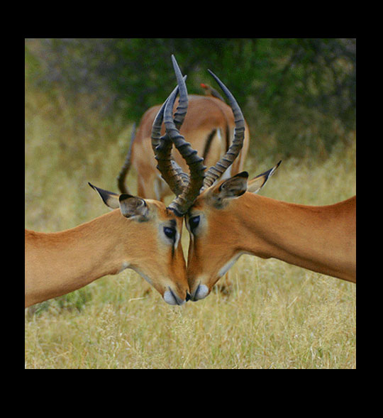 Impala Battle