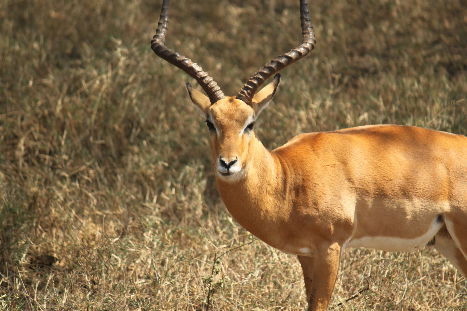 Impala