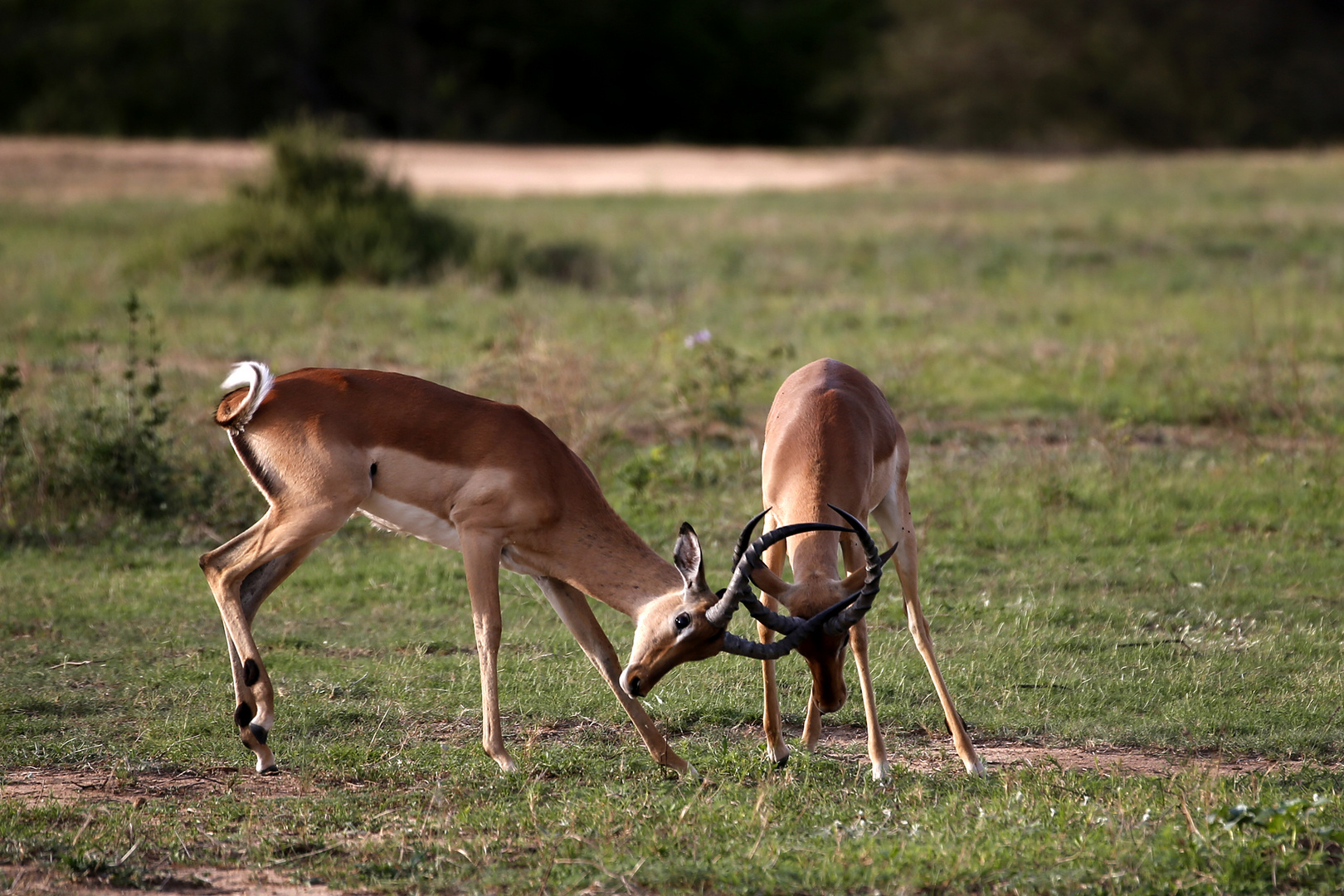 impala