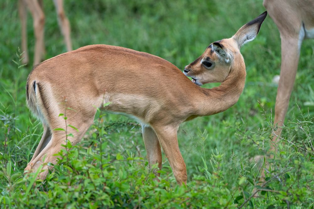 Impala bei der Körperpflege