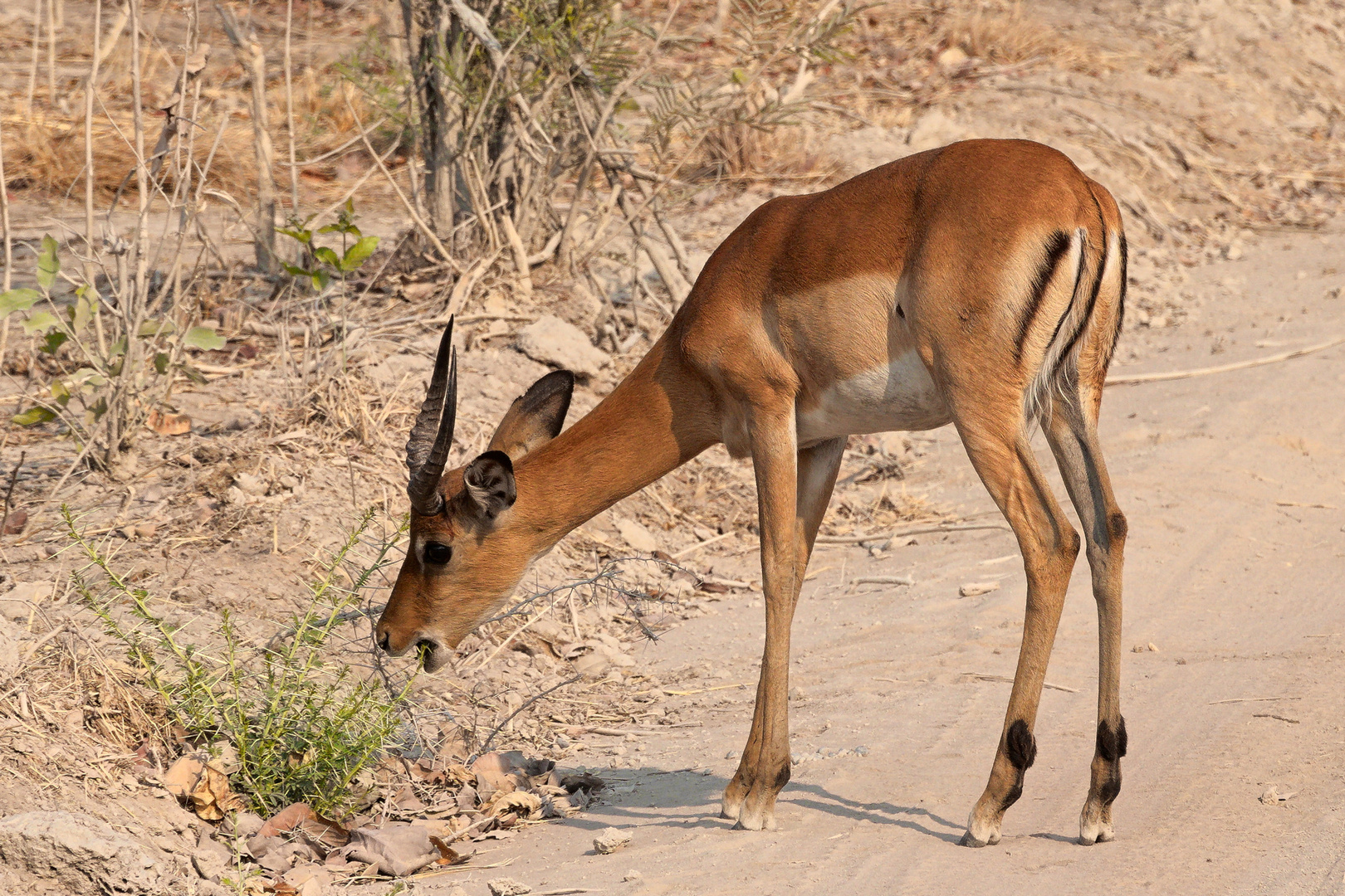 Impala beim Frühstück