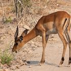 Impala beim Frühstück