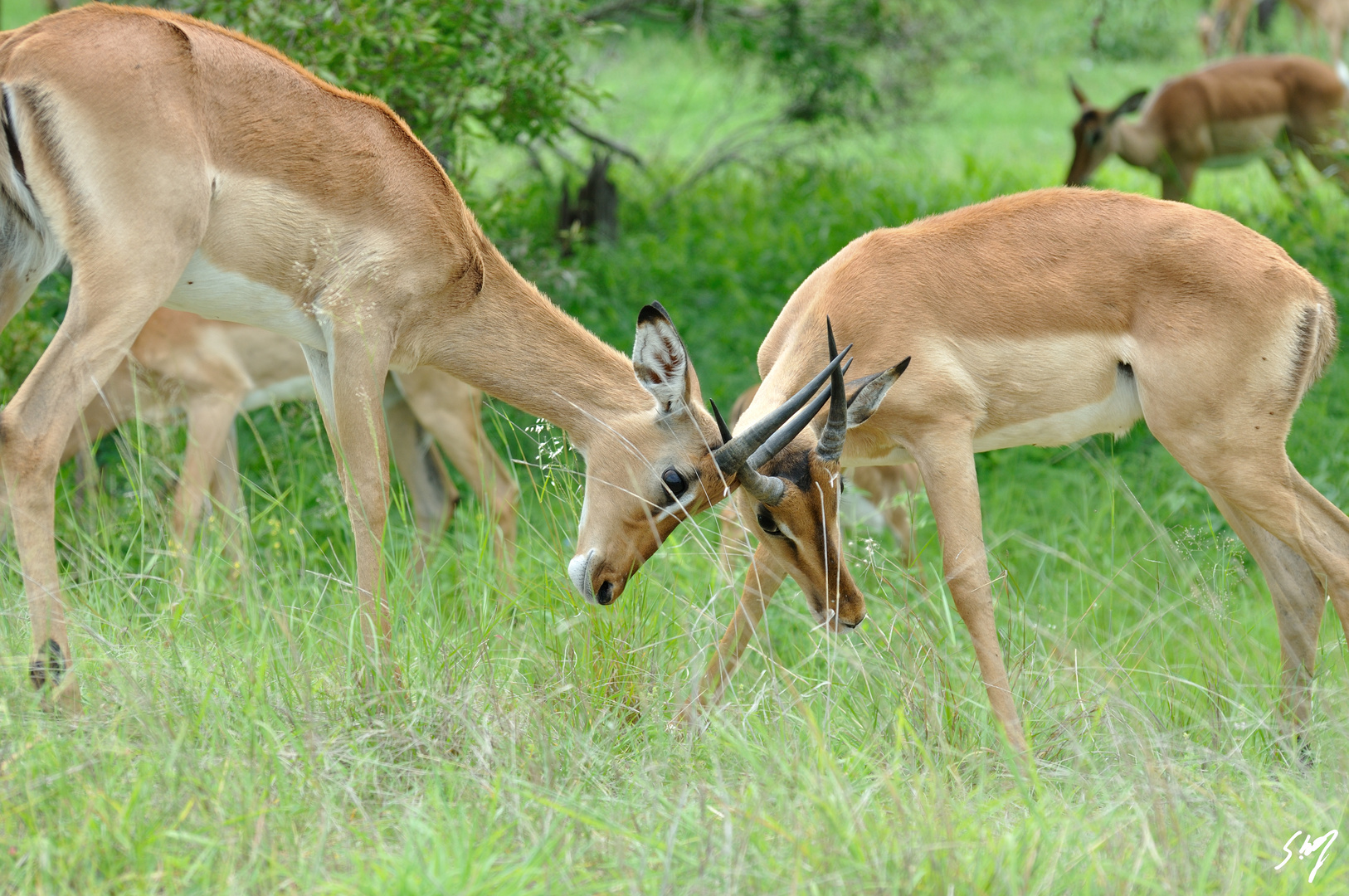 Impala beim kämpfen...