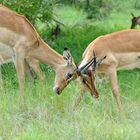 Impala beim kämpfen...