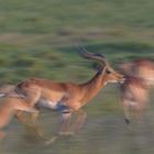 Impala beim Spielen