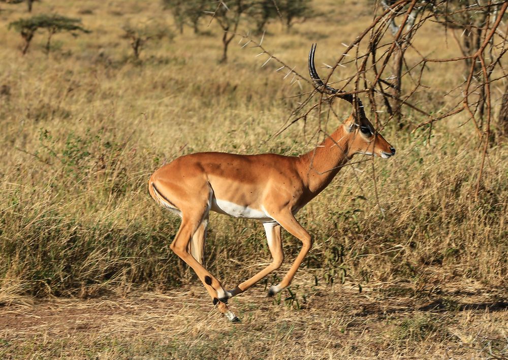 Impala-Bock