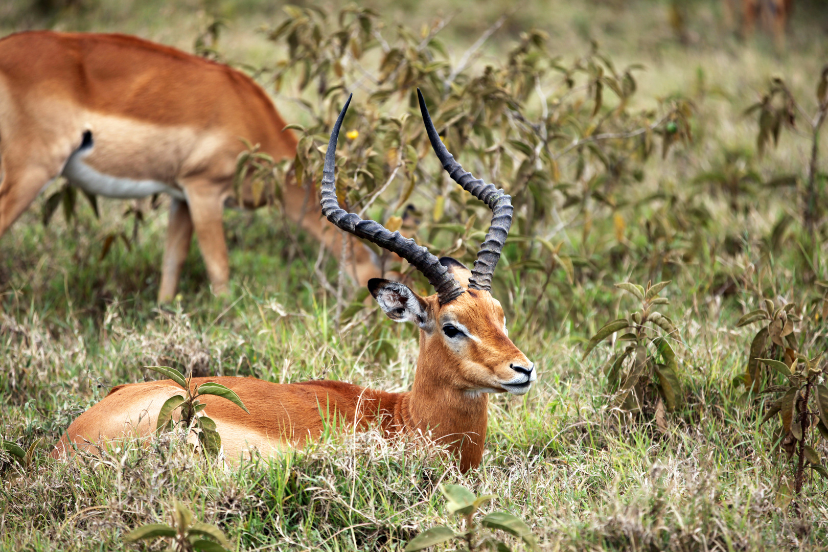 Impala Bock