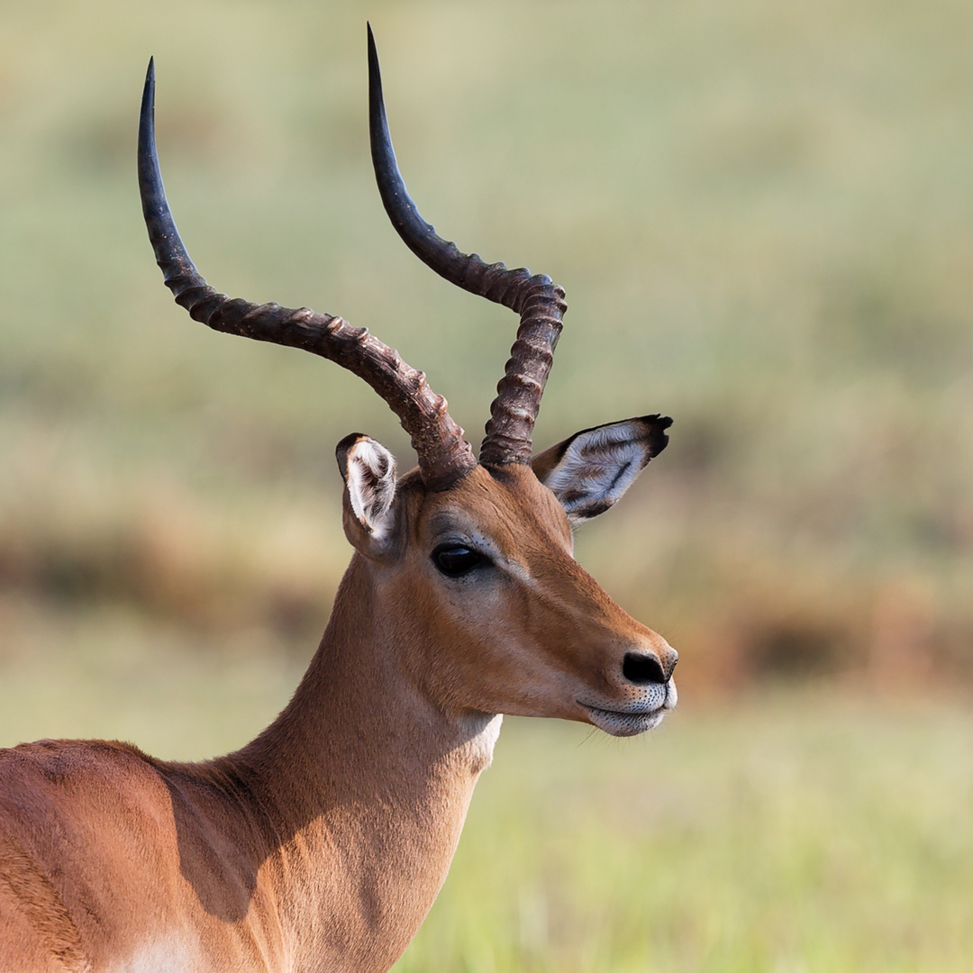 Impala Bock