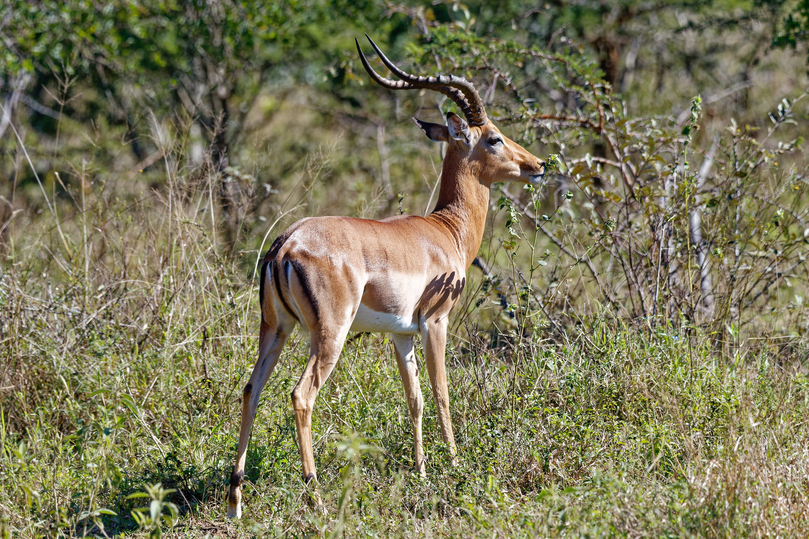 Impala Bock