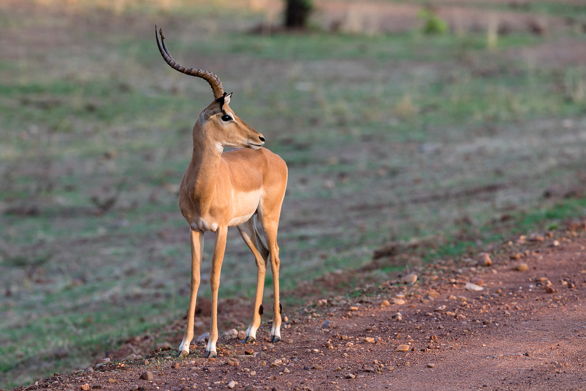 Impala Bock