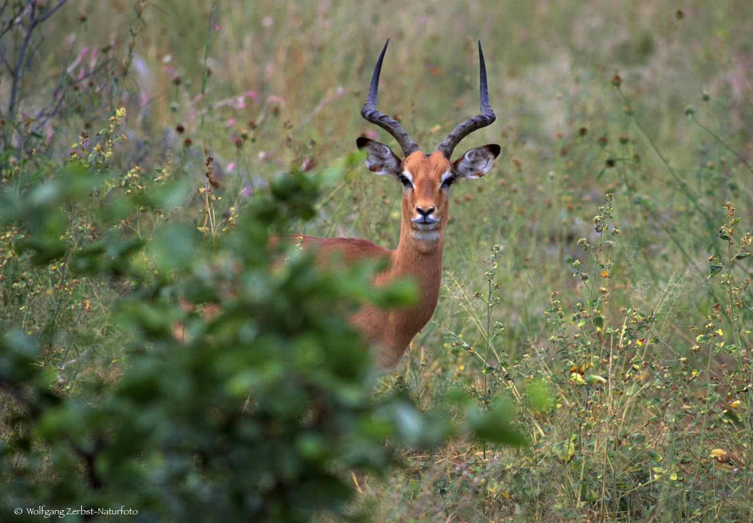   - IMPALA BOCK  -