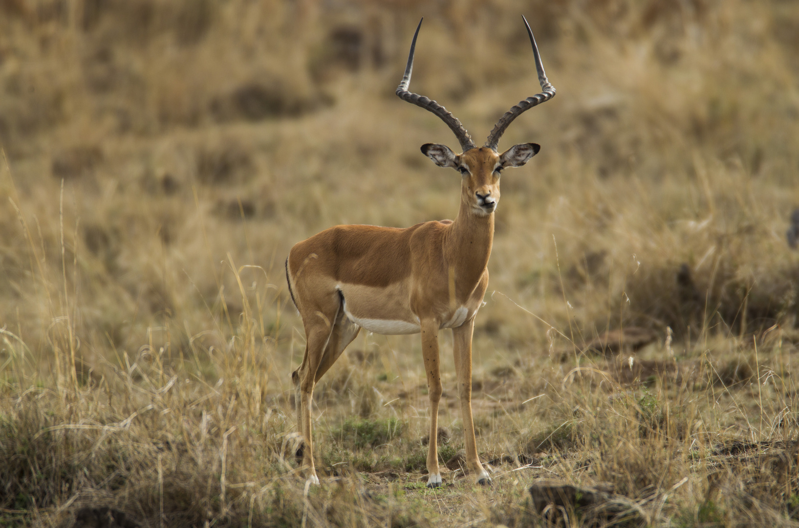 Impala Bock