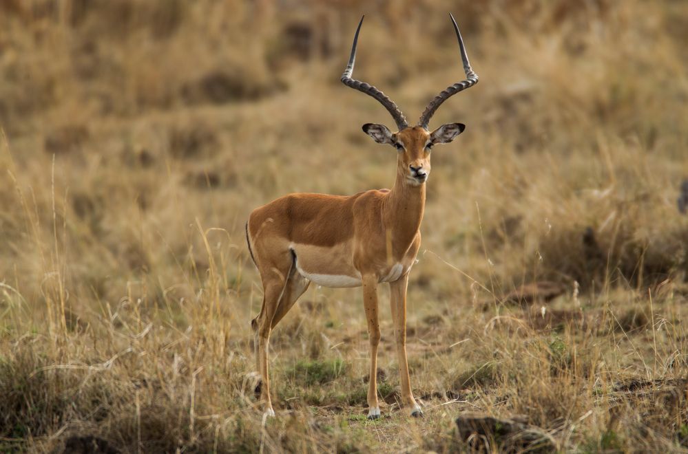 Impala Bock