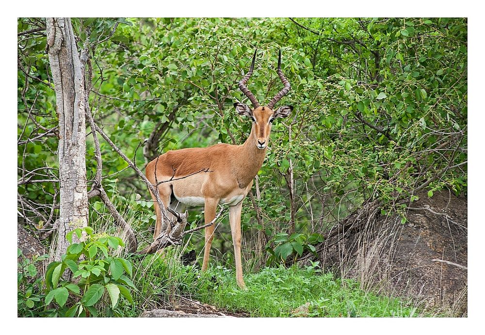 Impala-Bock