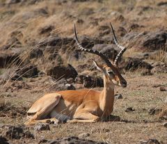 Impala-Bock