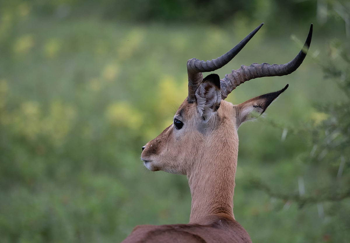 Impala-Bock