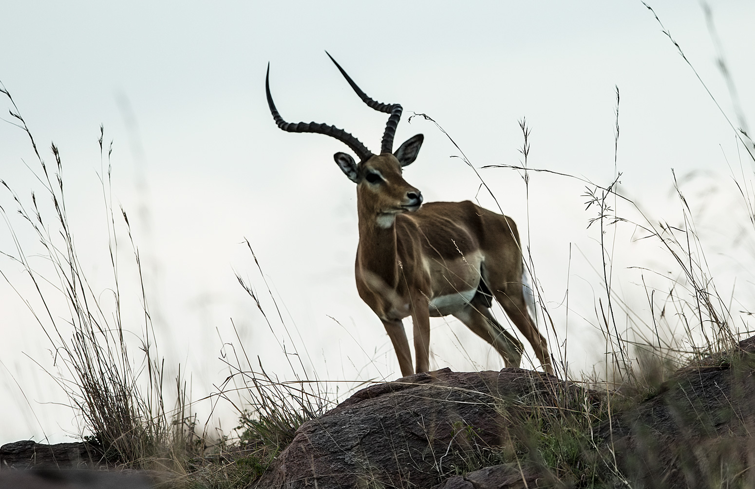 Impala Bock