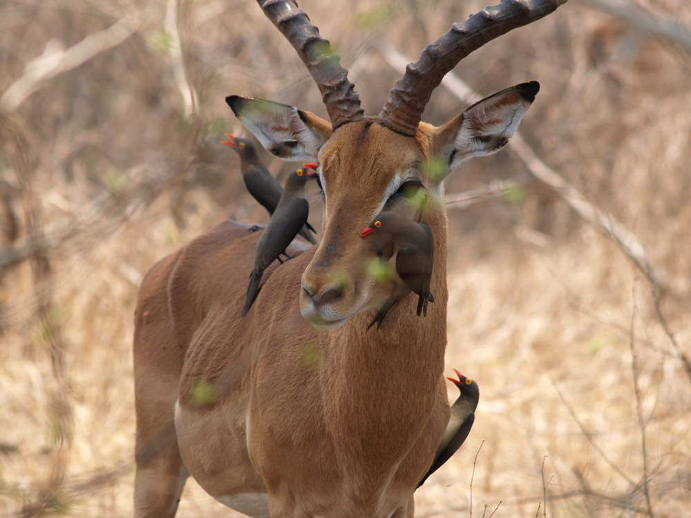 Impala Bock mit Oxpeckers