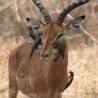 Impala Bock mit Oxpeckers