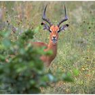 ---- Impala Bock ---- Serengeti Tansania