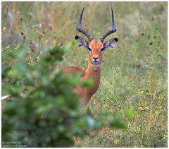 ---- Impala Bock ---- Serengeti Tansania