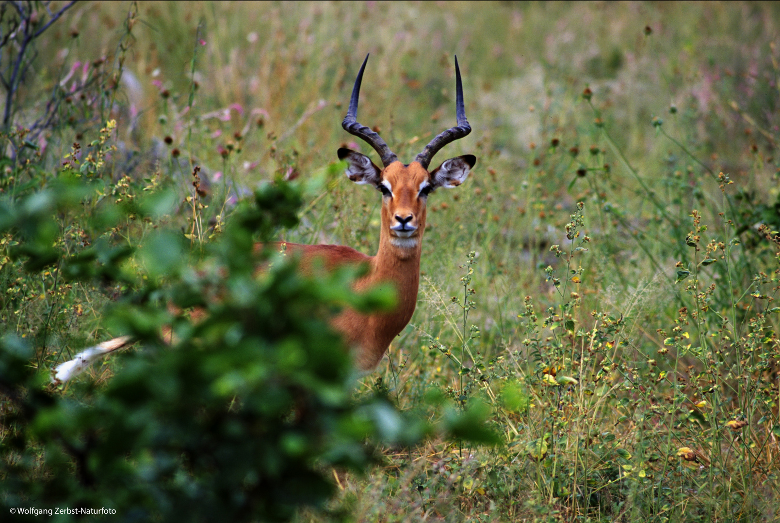 --- Impala-Bock. Tansania Serengeti ---