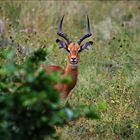 --- Impala-Bock. Tansania Serengeti ---
