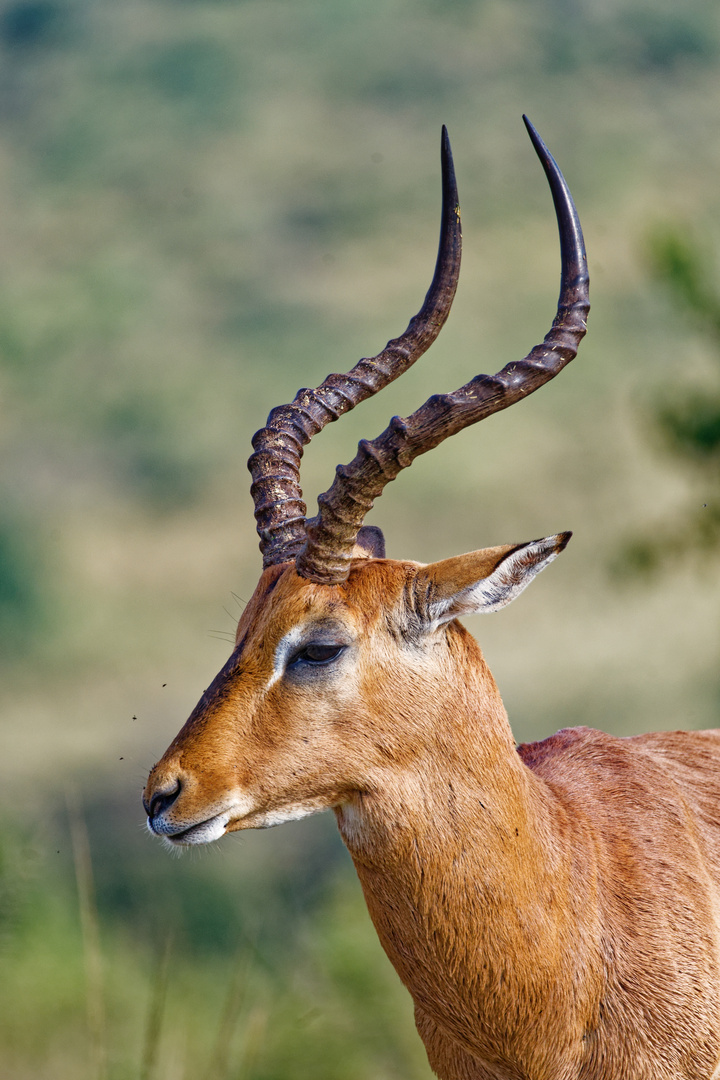 Impala Bock_1