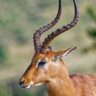 Impala Bock_1