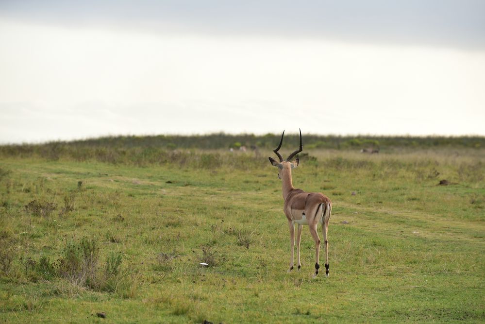 Impala Bock..................DSC_4323