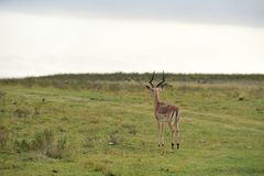 Impala Bock..................DSC_4323