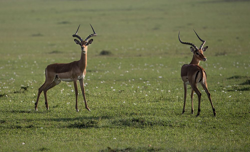 Impala Böcke