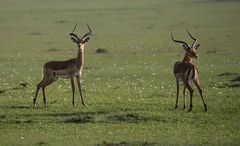 Impala Böcke