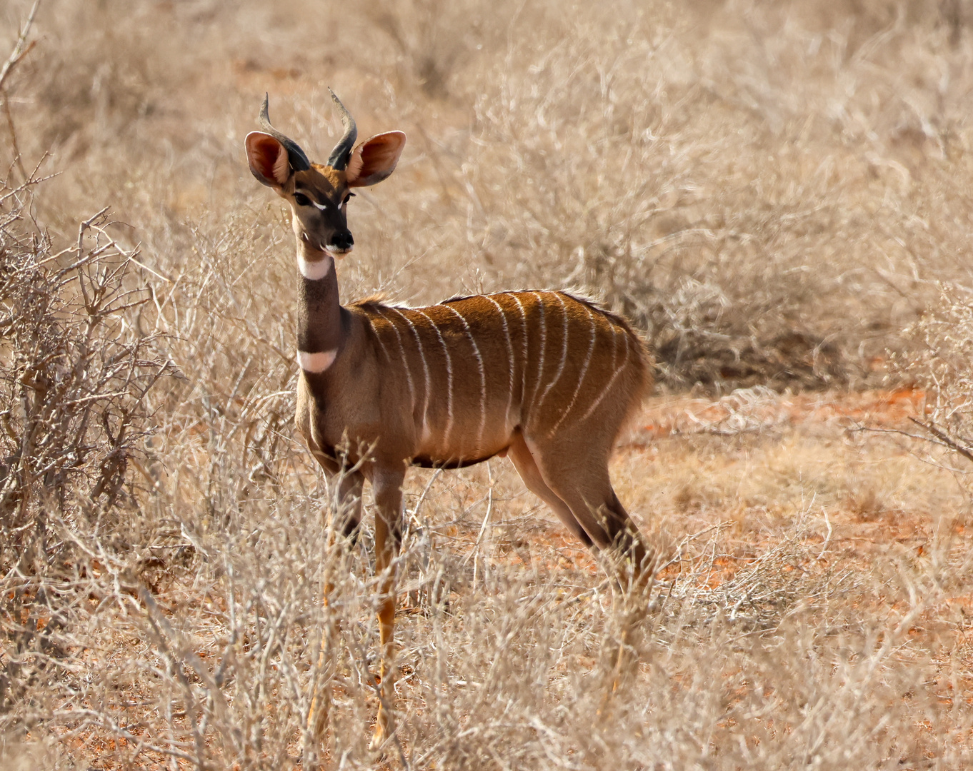 Impala Foto & Bild tier, wildlife, naturfotografie Bilder auf