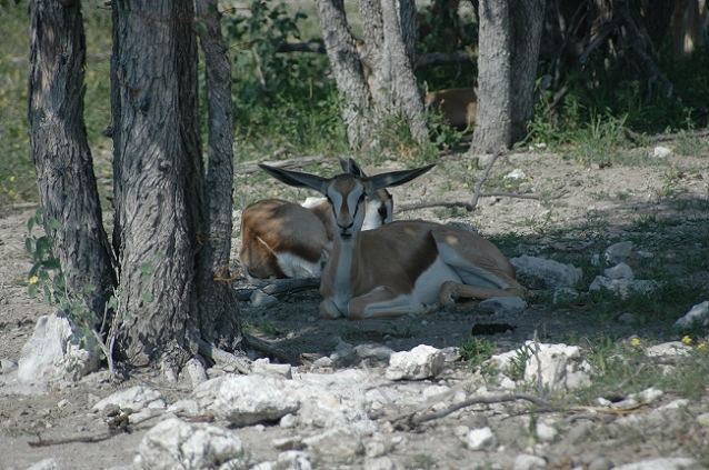 Impala