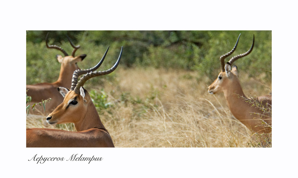 IMPALA