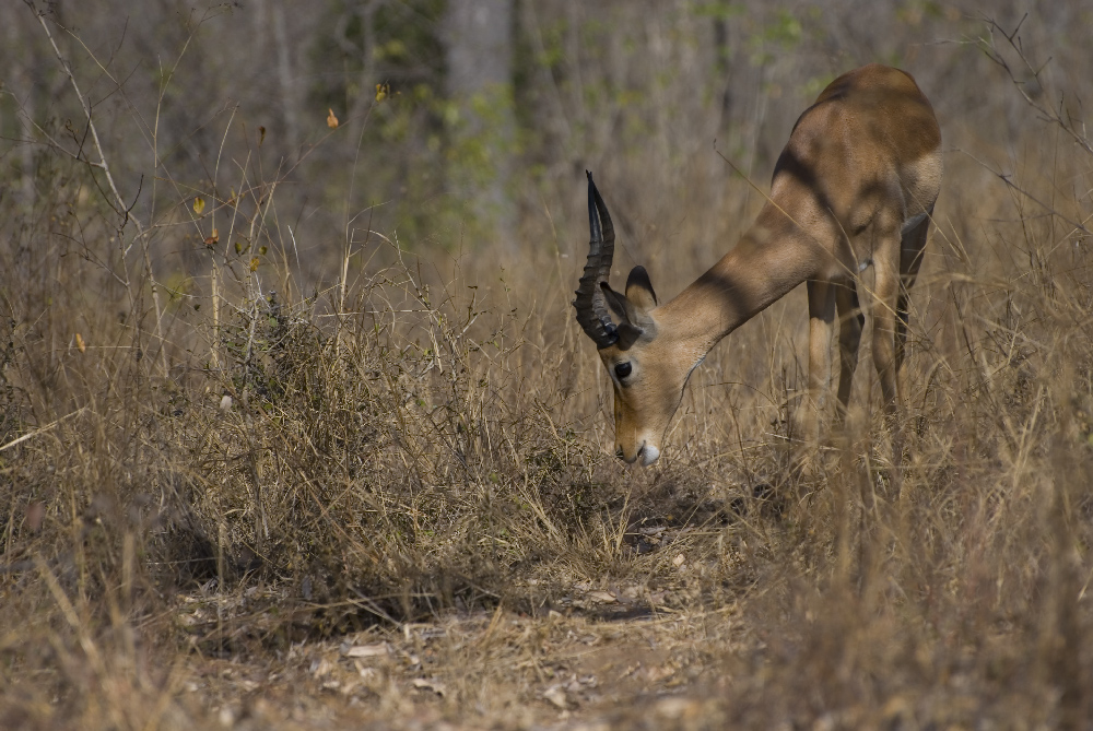 Impala