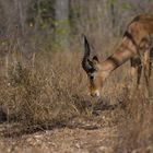 Impala