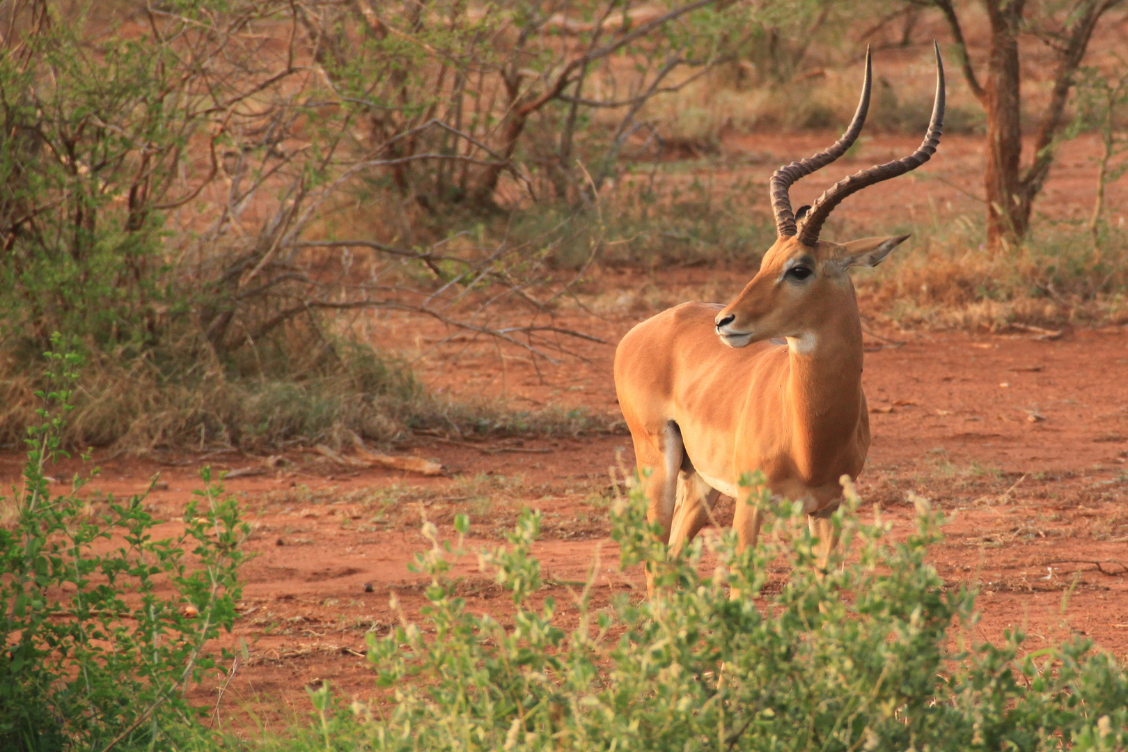 Impala