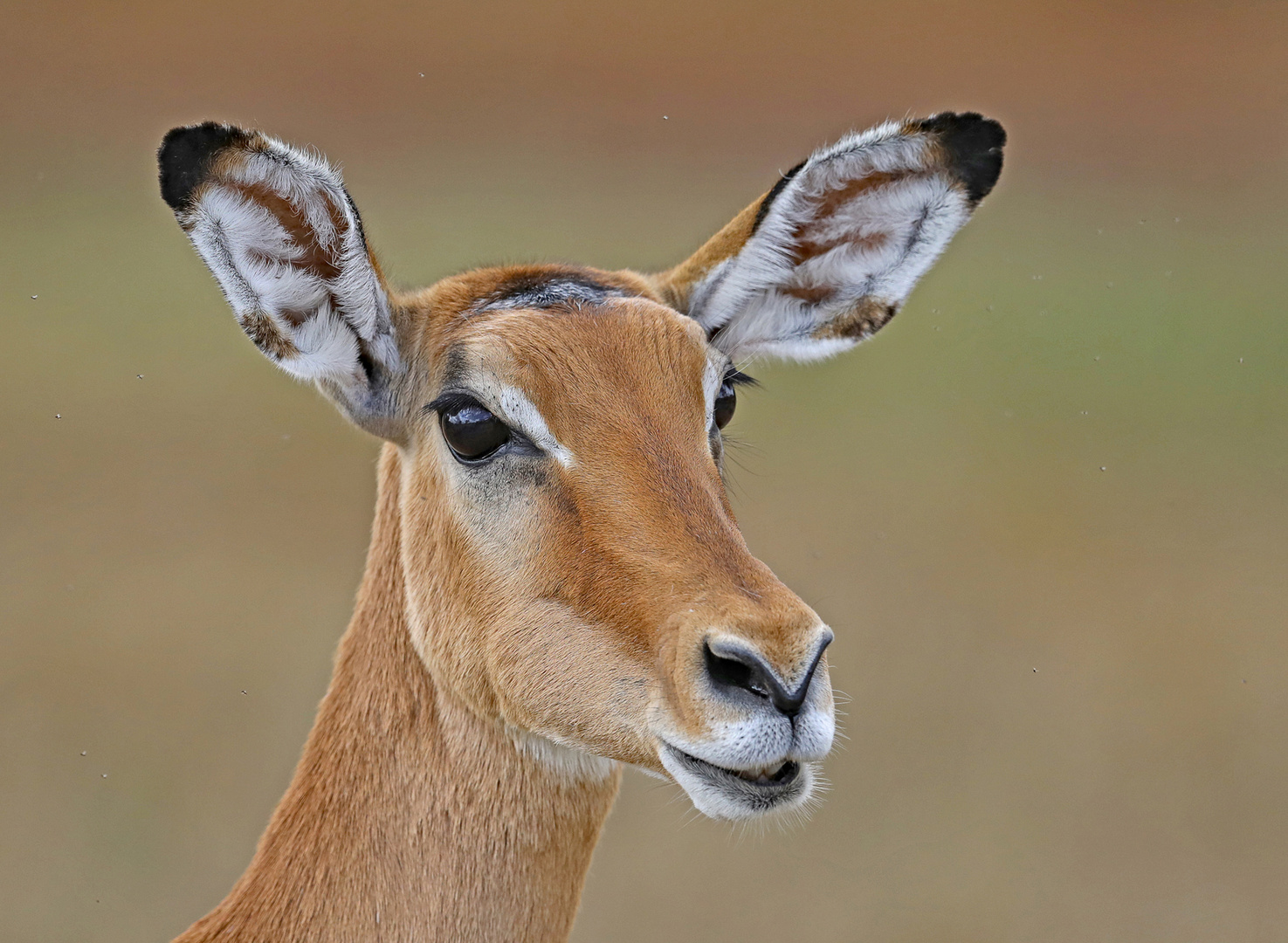 Impala