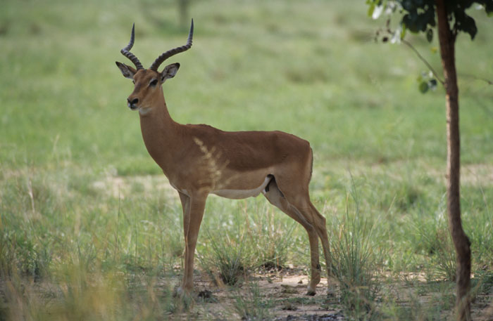 Impala