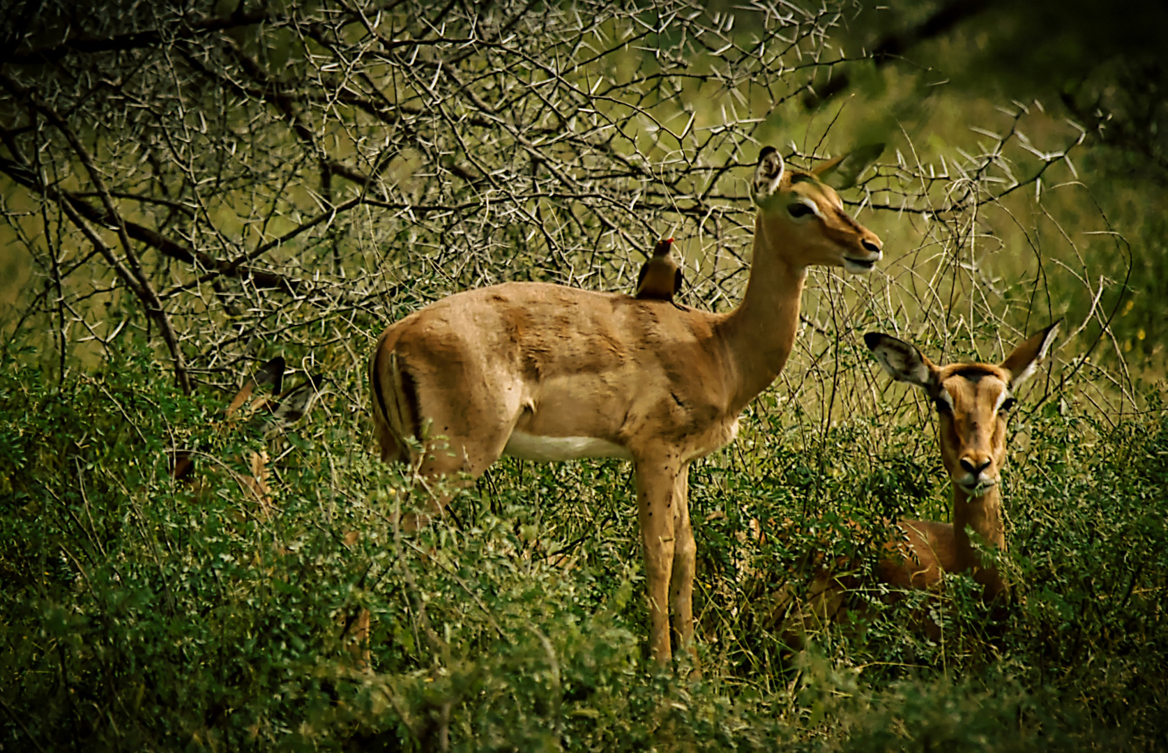 Impala