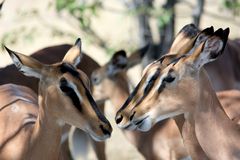 Impala-Damen im Schatten