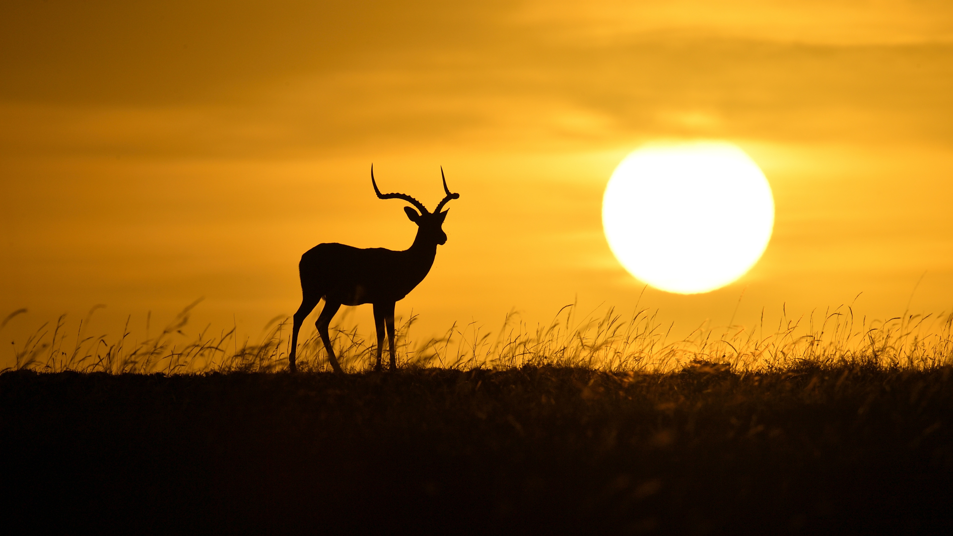 Impala