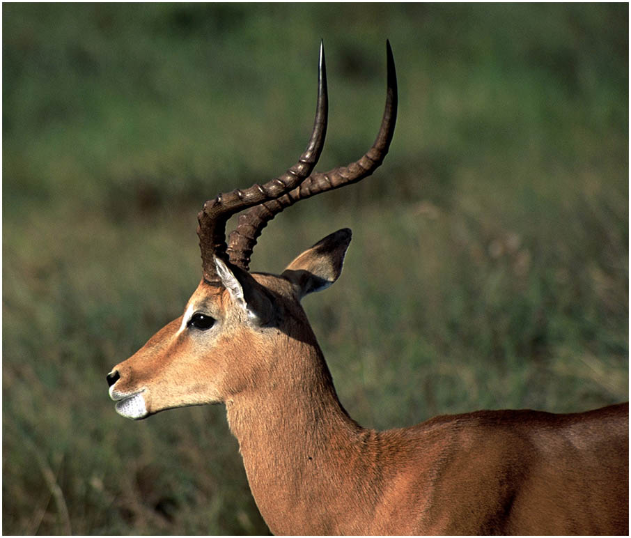 Impala